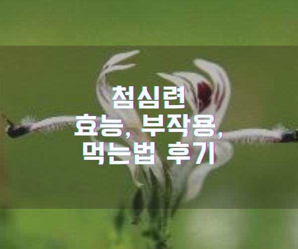 첨심련 효능, 부작용, 먹는법 후기