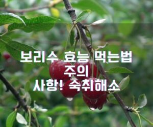 보리수 효능 먹는법 주의사항! 숙취해소