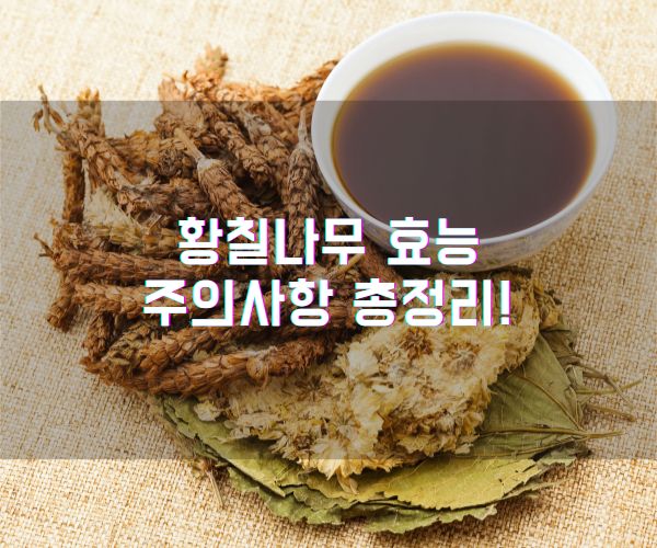 황칠나무 효능과 주의사항 총정리!