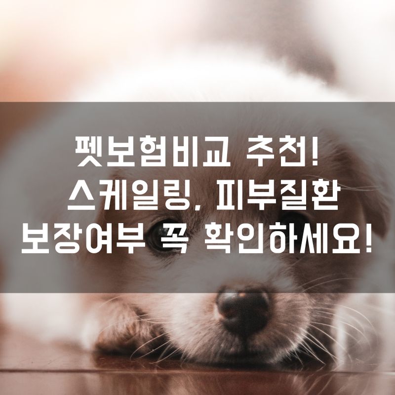 펫보험비교 추천! 스케일링, 피부질환 보장여부 꼭 확인하세요!